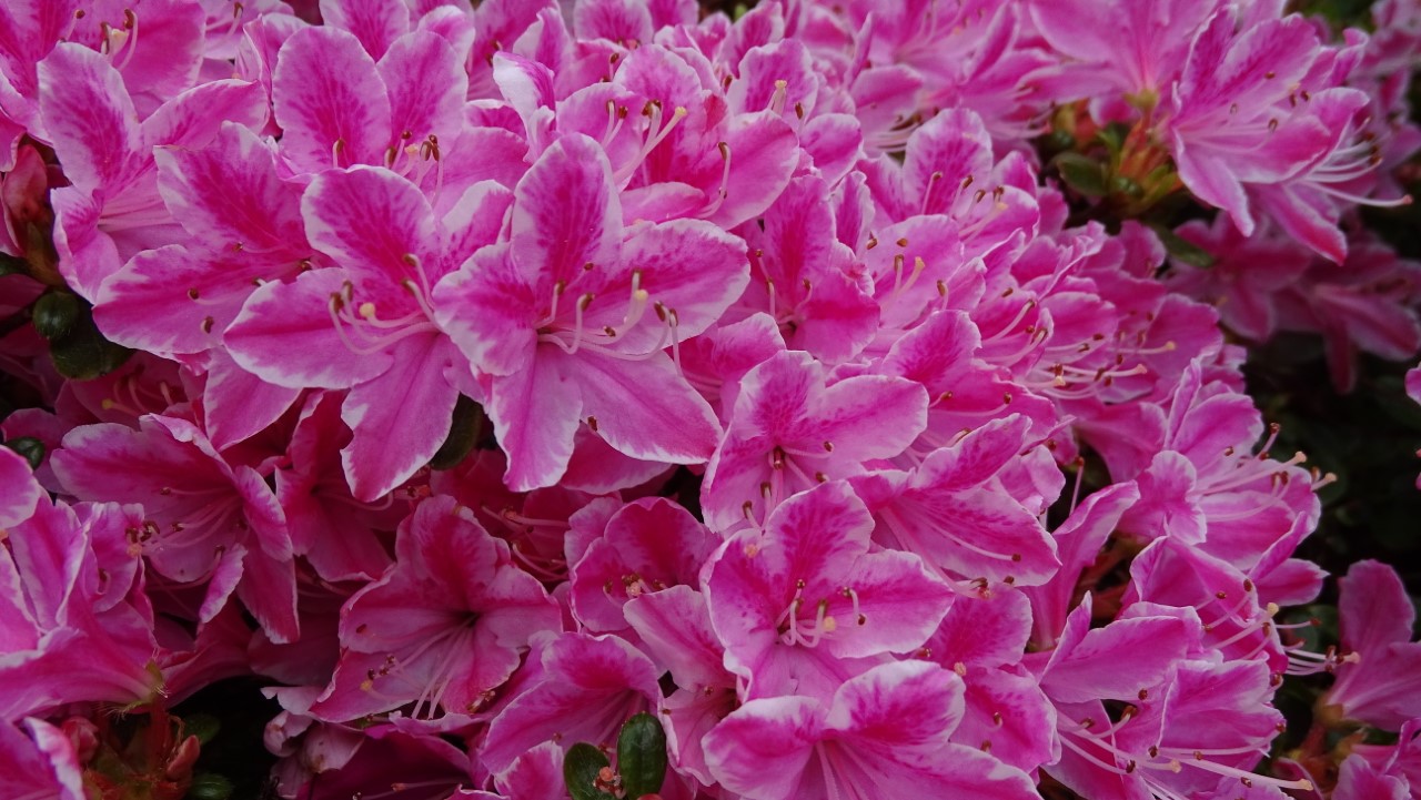 'Kermesinum Rosé' AGM